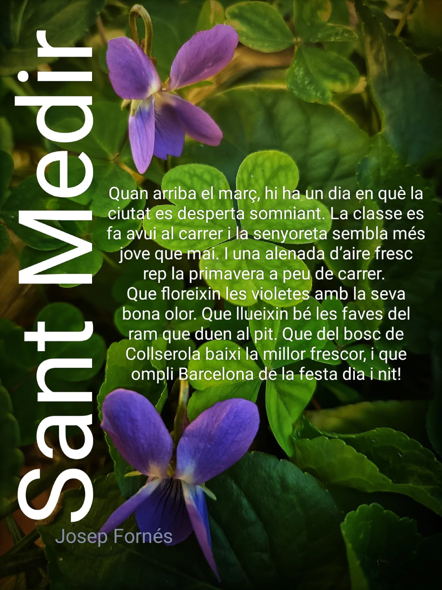 Imatge del xiu